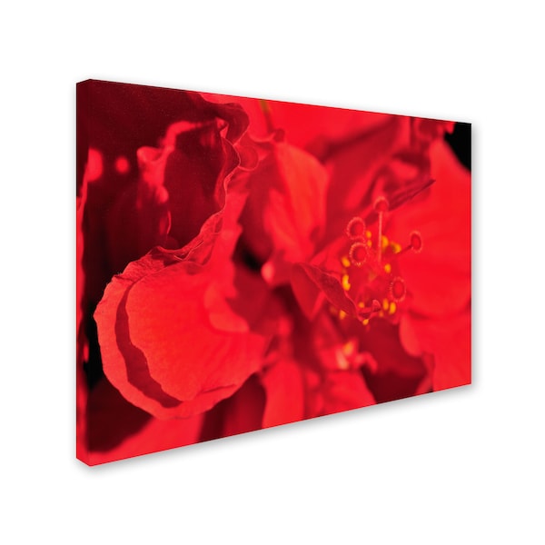 Kurt Shaffer 'Red Red Hibiscus' Canvas Art,30x47